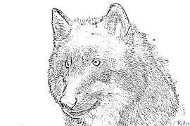wolf Ibe Ndị Nwere Agba Agba